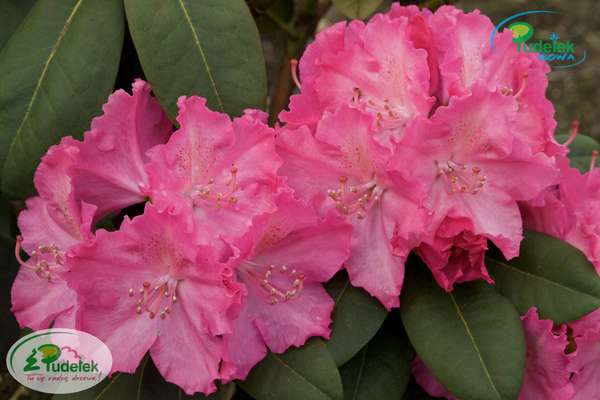 Rhododendron Germania